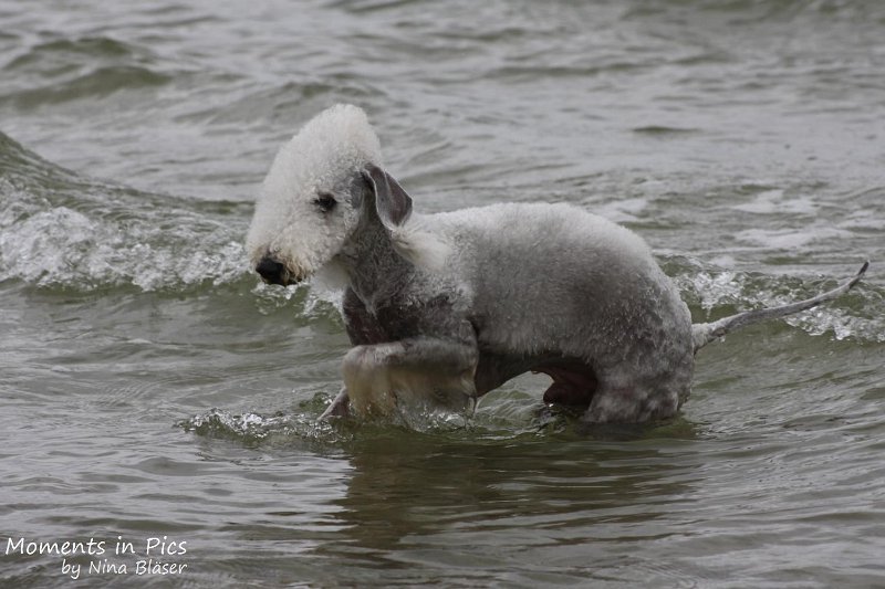 2010-06-26 Arc-en-ciel Arlequin (20).jpg